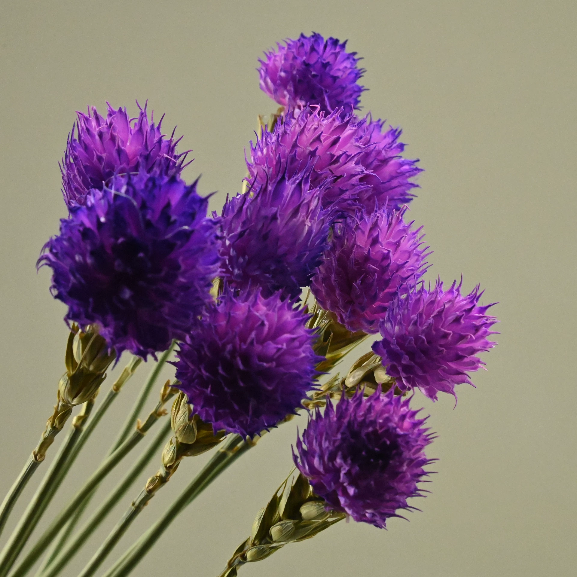 Purple Preserved Globe Amaranth